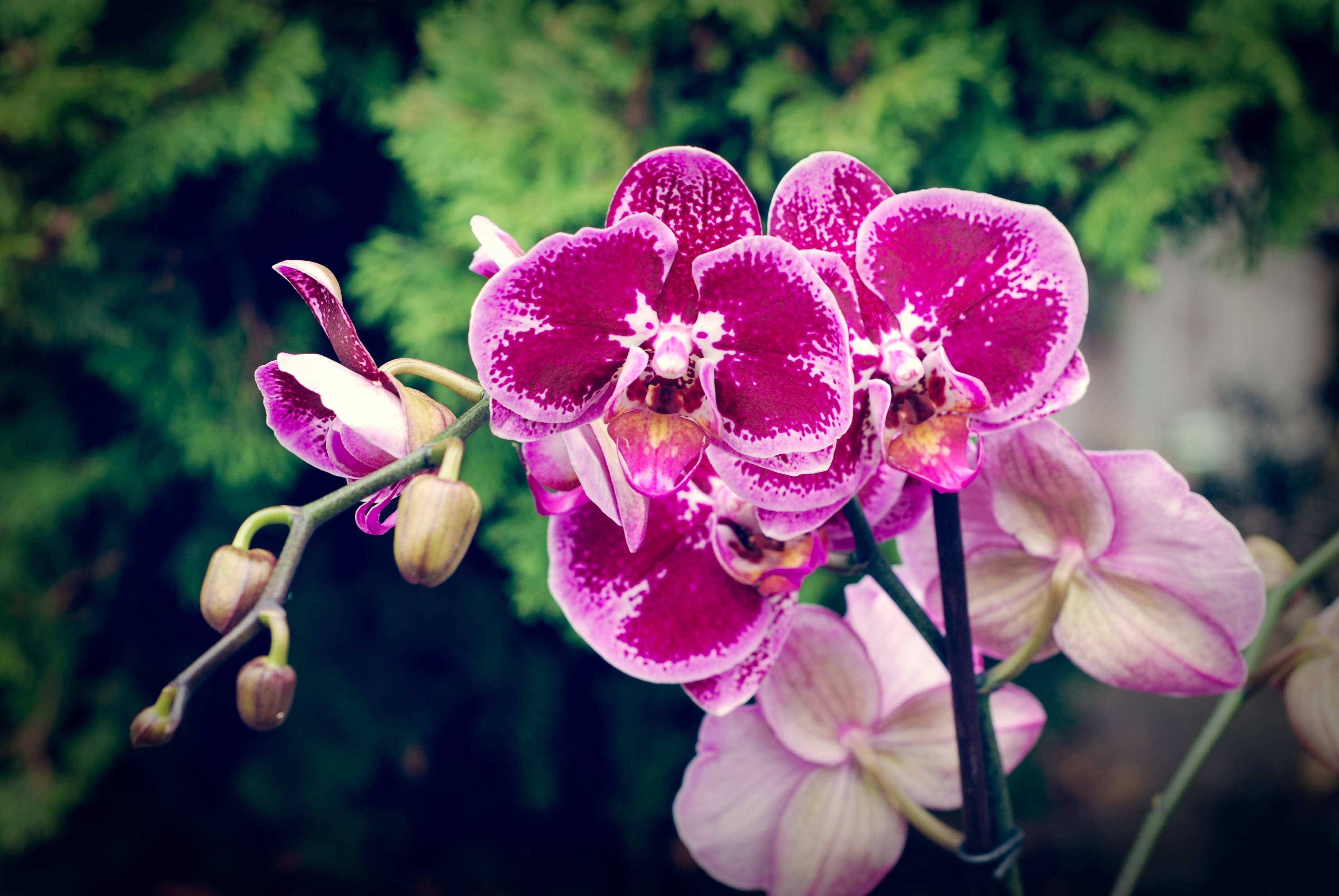 Лесная орхидея: описание и фото цветков ленинградской и подмосковной области, виды северных растений, где растёт дремлик болотный и венерин башмачок