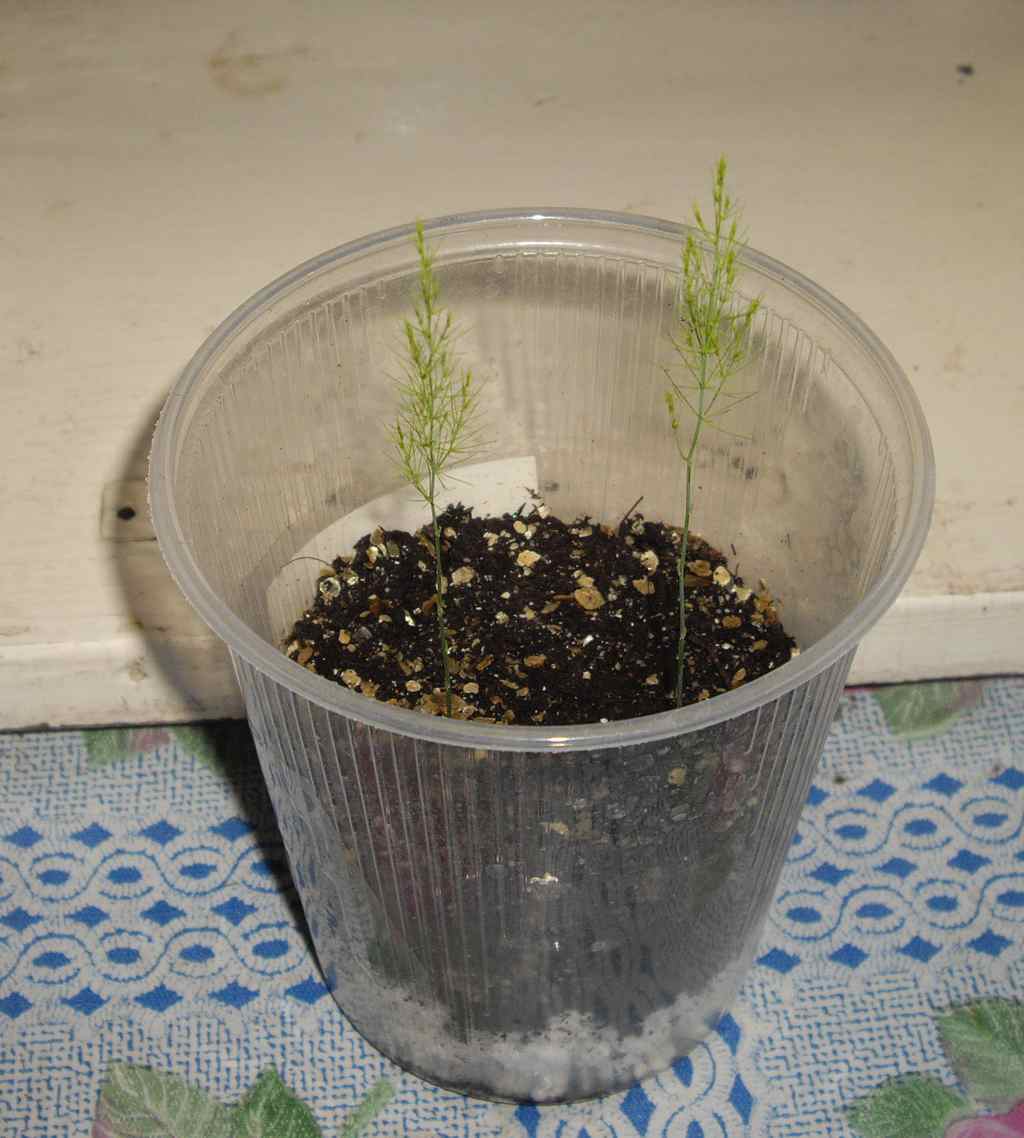Выращивание аспарагуса мейера: как посадить, ухаживать, удобрять, размножать