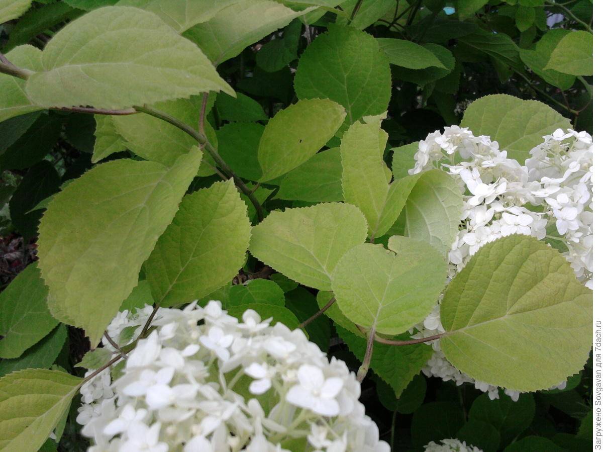 Почему у гортензии бледные листья — что делать