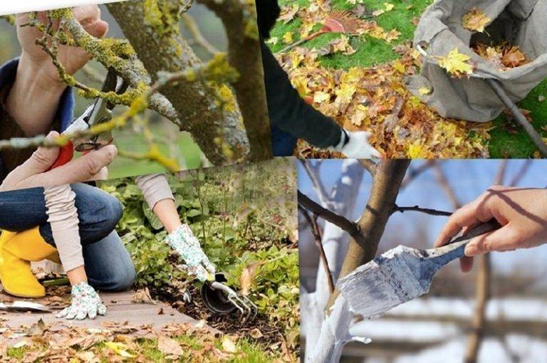 Уход за деревьями и кустарниками осенью: подкормка, обрезка, подготовка к зиме