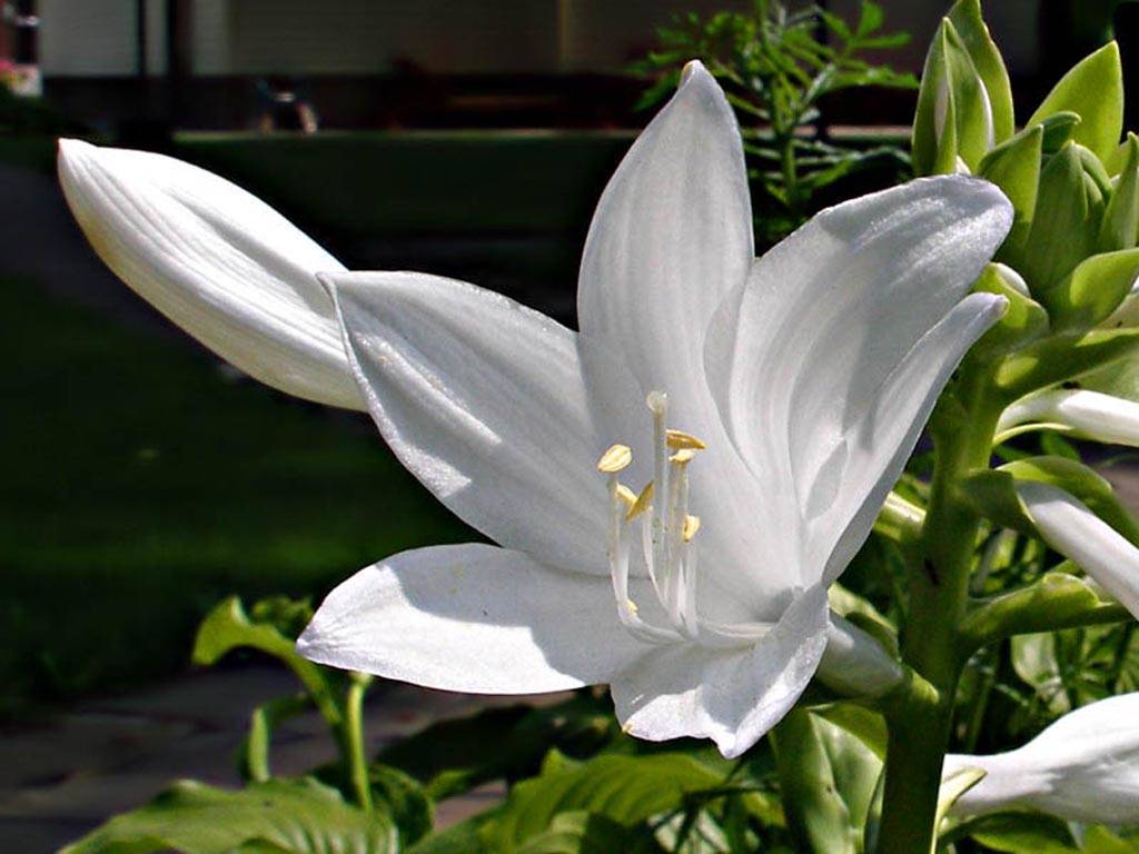 Как называются белые цветы похожие на лилии fermergoods.ru