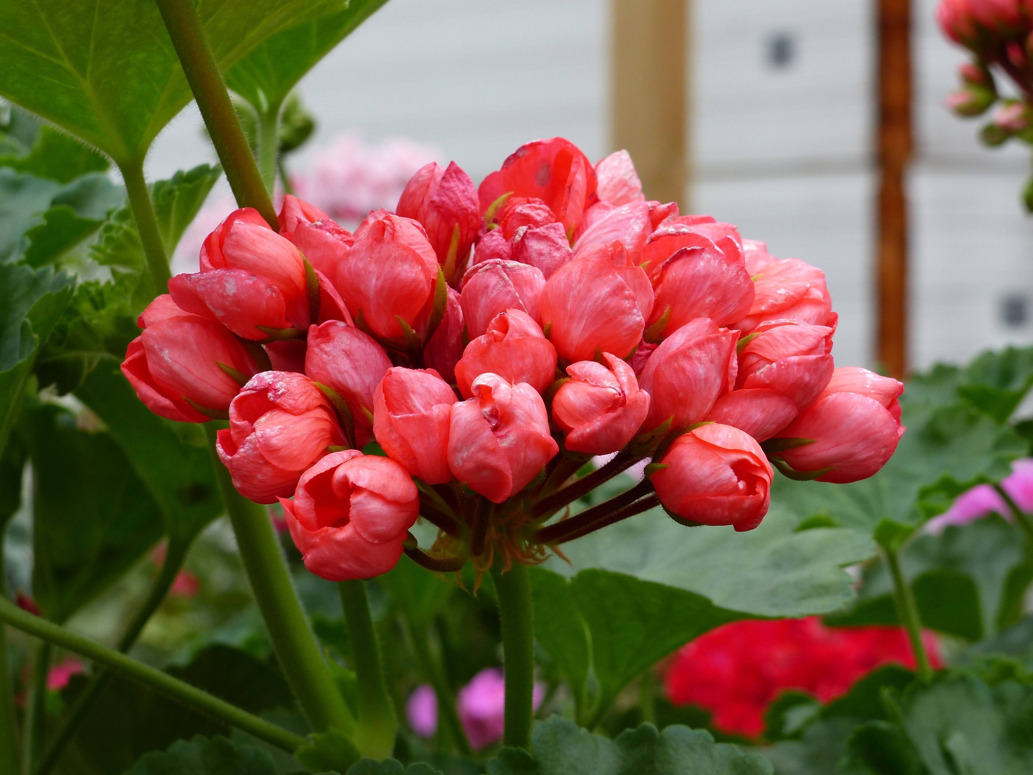 Герань тюльпановидная — популярные сорта для дома