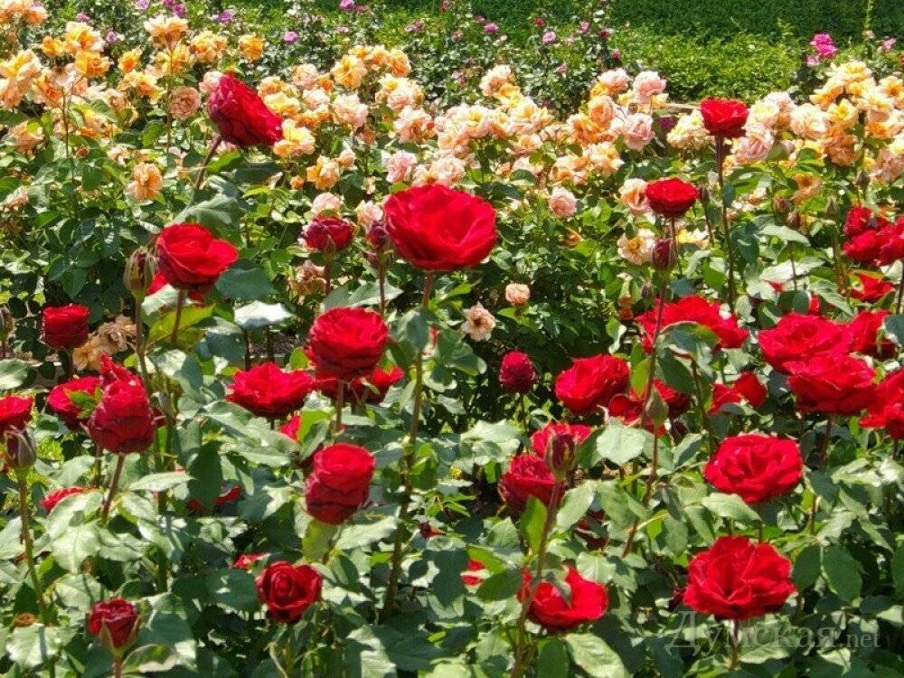 ✅ роза софи лорен отзывы. как вырастить розы «софи лорен»: лучшие советы