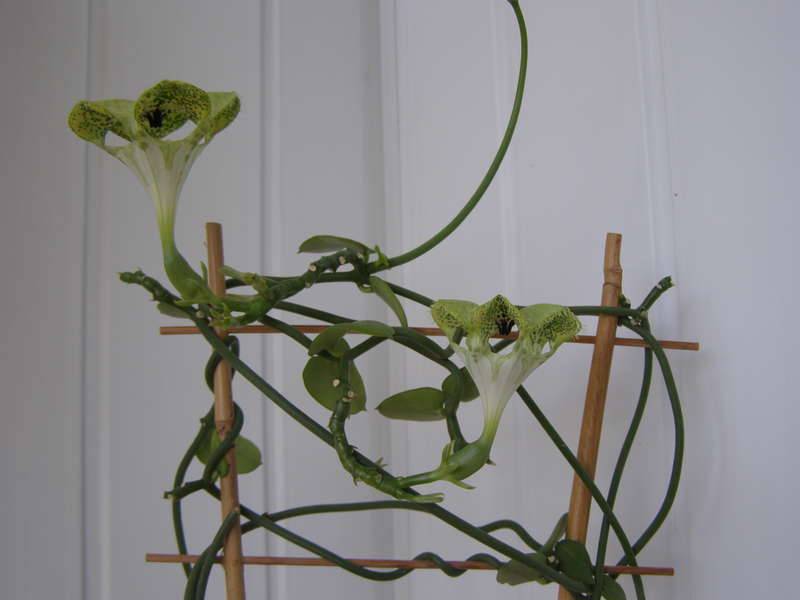 Комнатный цветок церопегия или канделябр