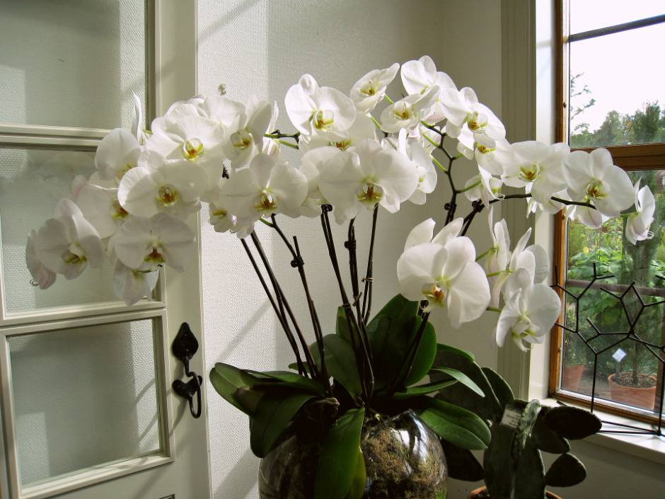 Как заставить цвести орхидею фаленопсис в домашних условиях: что делать, если уход не даёт результатов, и какую стимуляцию выбрать, чтобы разбудить растение? selo.guru — интернет портал о сельском хозяйстве