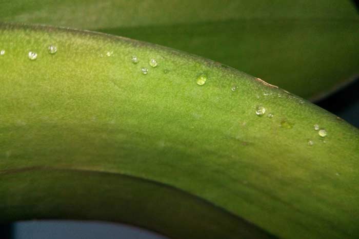 Липкие капли на листьях орхидеи: причины и методы лечения