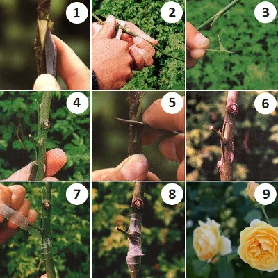 Как привить розу, шиповник на шиповник, когда лучше — весной, летом или осенью: пошаговая инструкция, выбор удобрения