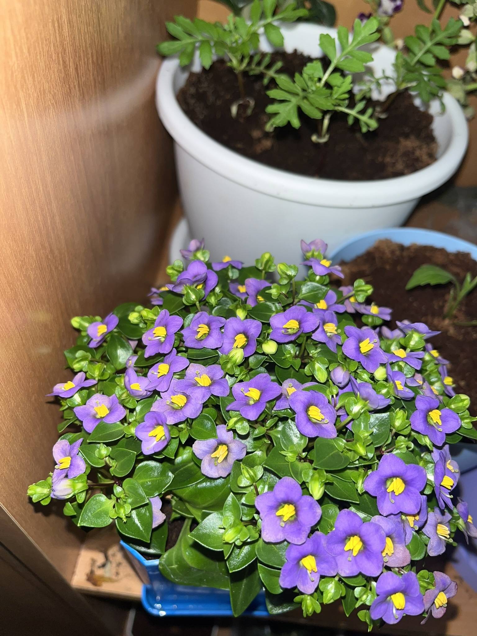 Цветыэкзакум – уход и размножение в домашних условиях