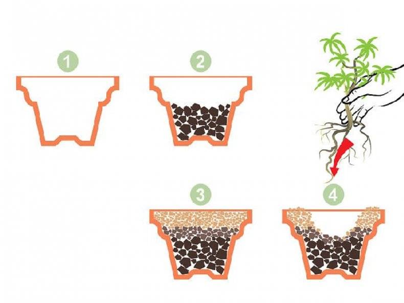 Как вырастить дерево бонсай в домашних условиях