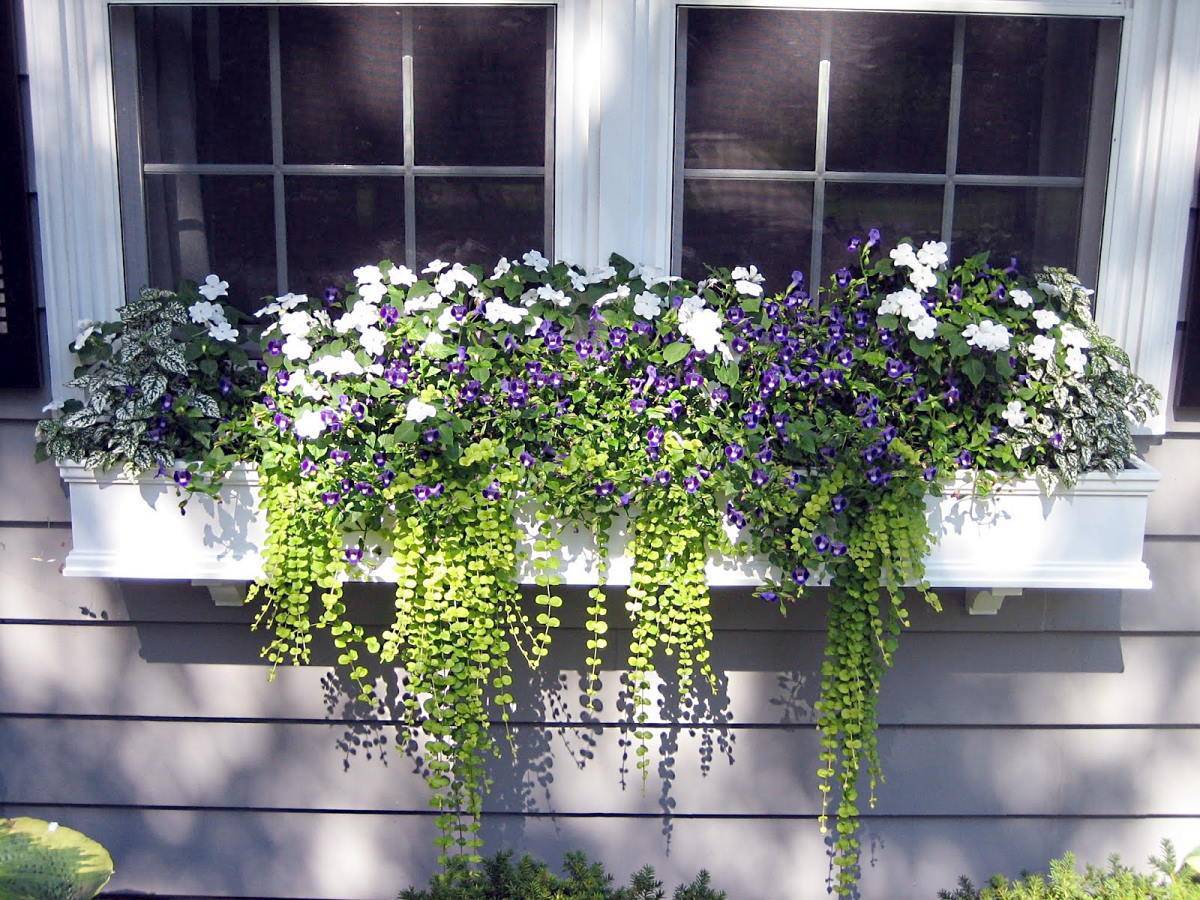 Ампельные растения для балкона фото и названия — свисающие цветы