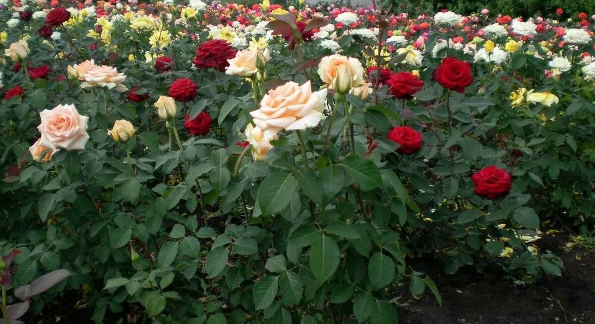Роза бельведер (belvedere) — описание и характеристики