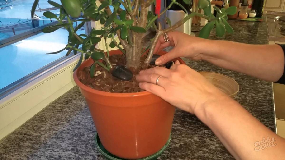 Денежное дерево: как правильно его посадить, чтоб велись деньги