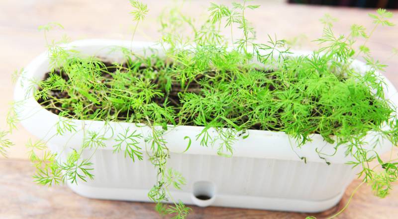 Укроп на подоконнике: как вырастить из семян зимой в домашних условиях