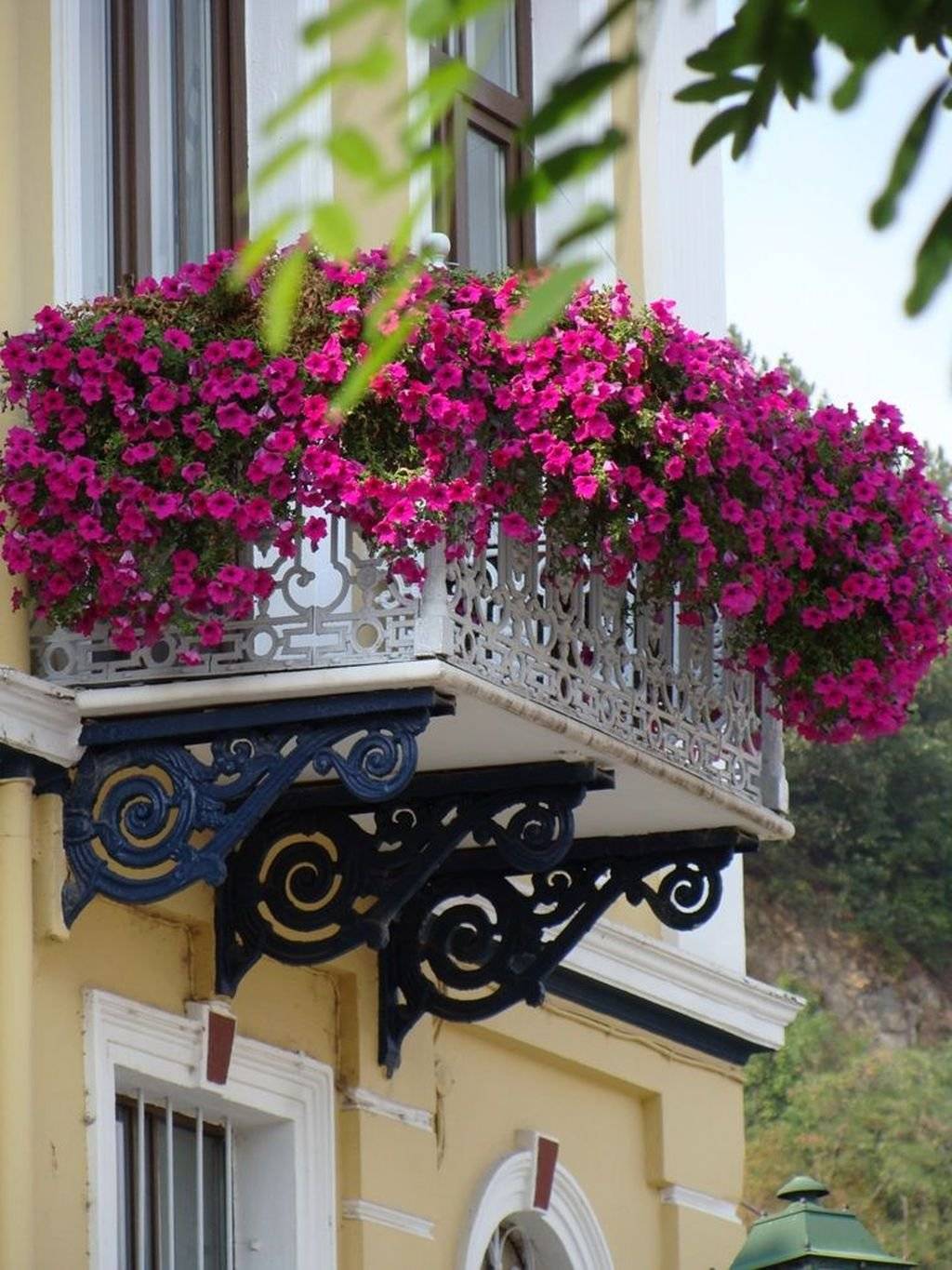Как вырастить петунию на балконе и ухаживать за ней