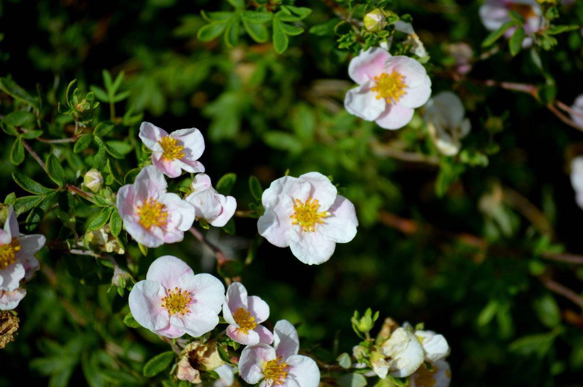 Лапчатка кустарниковая: сорта с желтыми, розовыми, белыми, красными цветками. фото