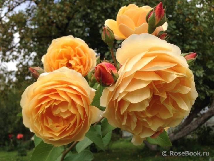 Роза грехам томас (graham thomas): фото и описание, отзывы о кустовом сорте остина, характеристики, выращивание в сибири