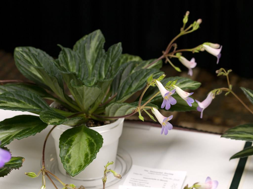 Хирита - фото цветка, уход в домашних условиях, размножение комнатного растения