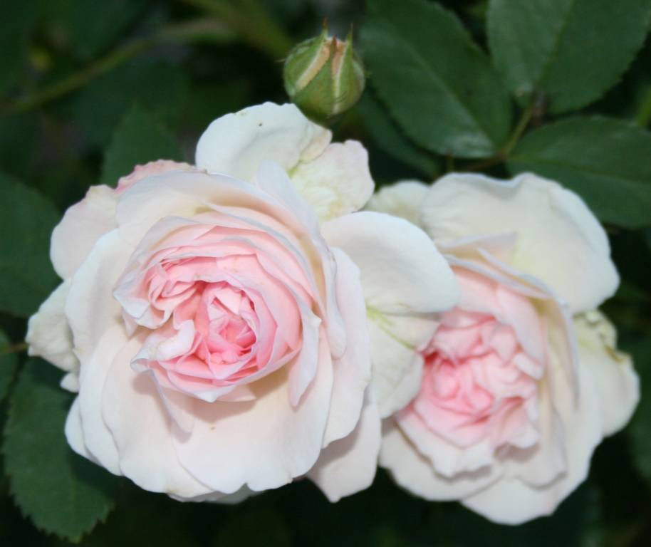 Парковая роза — популярные сорта и особенности культуры