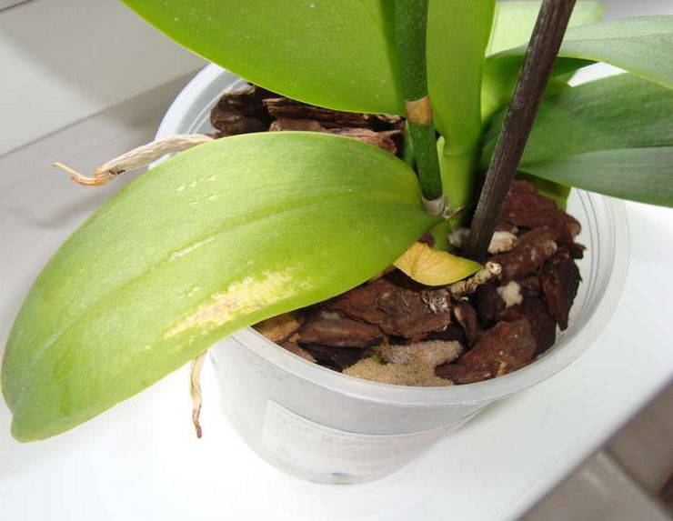 9 причин, почему у орхидеи фаленопсис желтеют и отваливаются нижние листья, и что делать