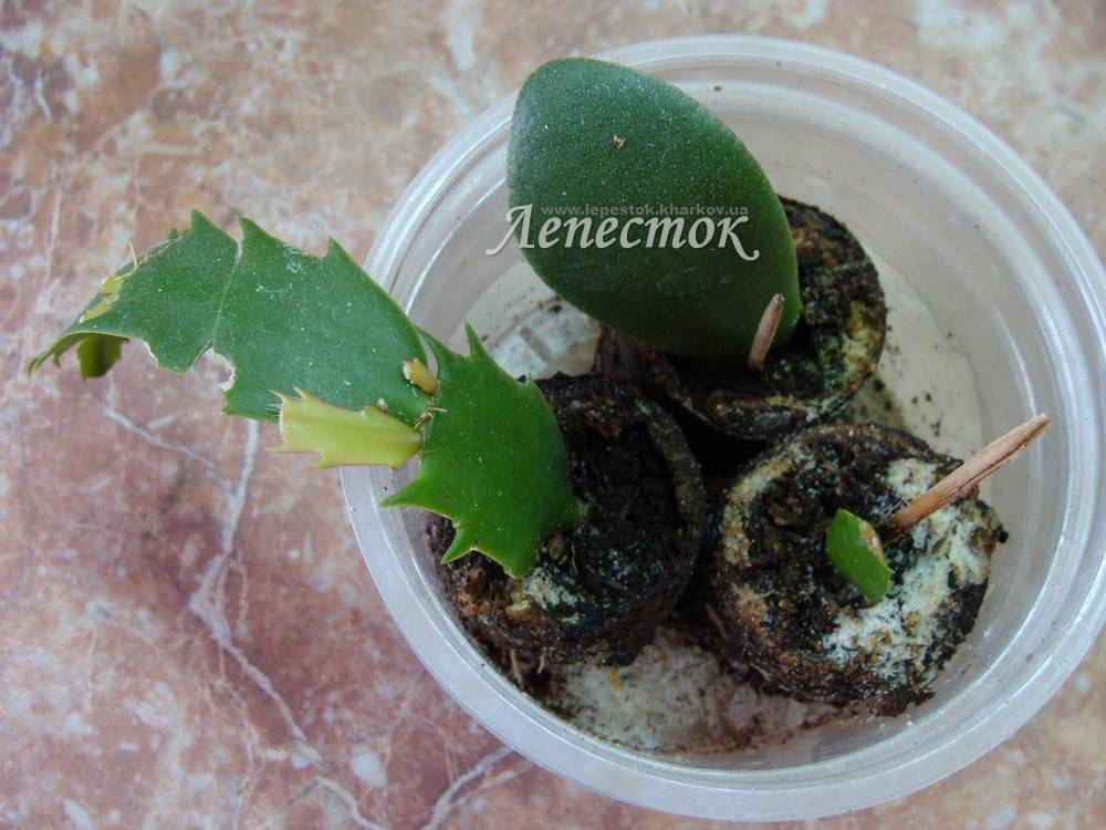 Как размножить декабрист в домашних условиях — черенками и листом в воде
