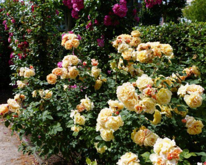 Розы-шрабы: описание, сорта, уход и выращивание