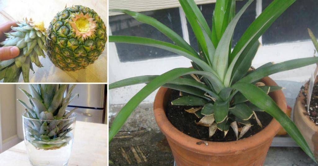 ???? ананас: как растет и можно ли посадить ананас в домашних условиях?