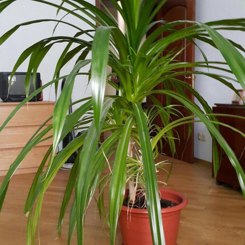 Панданус: винтовая пальма на воздушных корнях. рекомендации по уходу в домашних условиях