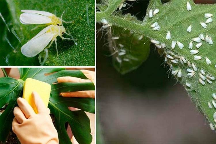 Белокрылка на рассаде – как быстро избавиться от нее в домашних условиях
