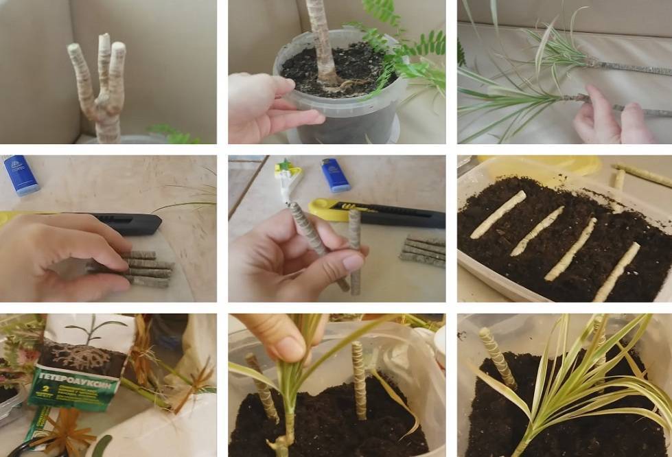 Филодендрон: виды растения и особенности выращивания в домашних условиях