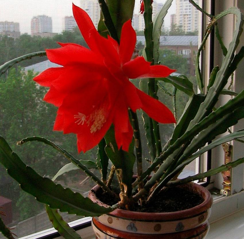 Уход за «кактусом — орхидей» «эпифиллумом» в домашних условиях
