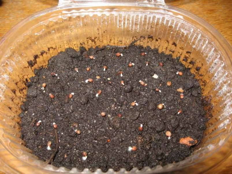 Посадка семян катарантуса на рассаду в домашних условиях: выращивание, борьба с болезнями и вредителями