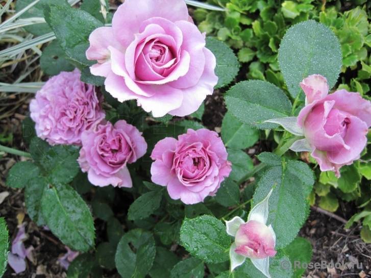 Особенности посадки чайно-гибридной розы бельведер: выращивание кустового сорта