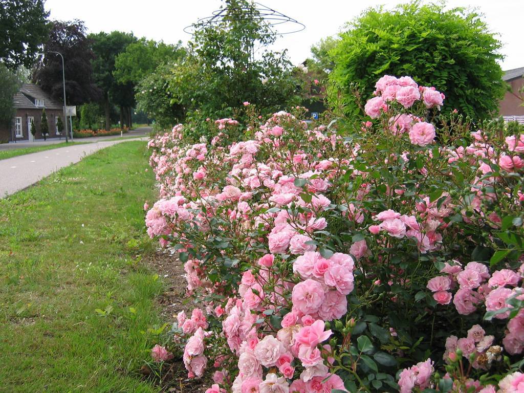 Роза боника: описание, особенности выращивания, уход и отзывы