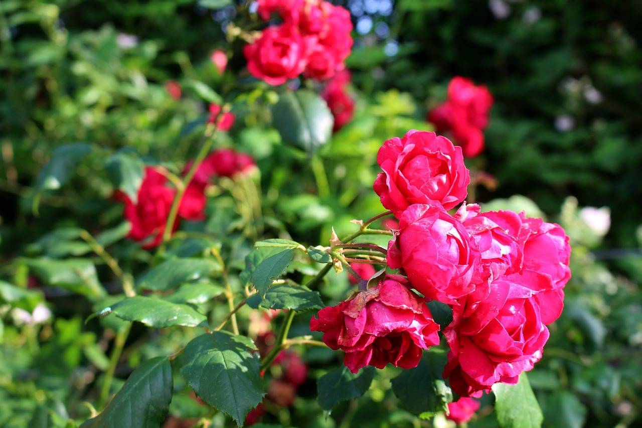 10 лучших сортов роз флорибунда