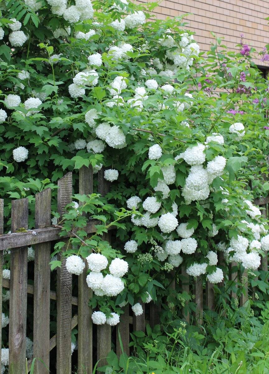 Декоративная калина бульденеж – белоснежное чудо в вашем саду. посадка и уход, размножение