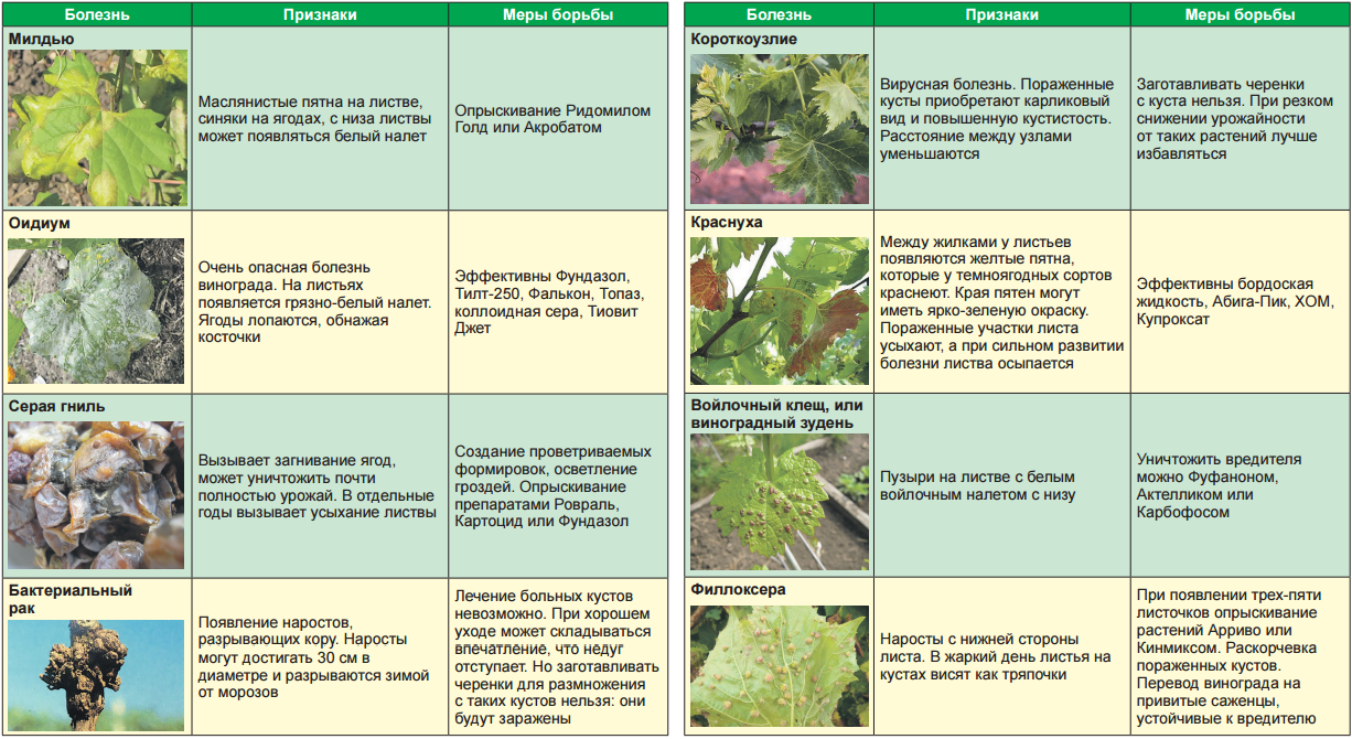 Лапчатка кустарниковая – выращивание и уход в саду, сорта с фото и описанием