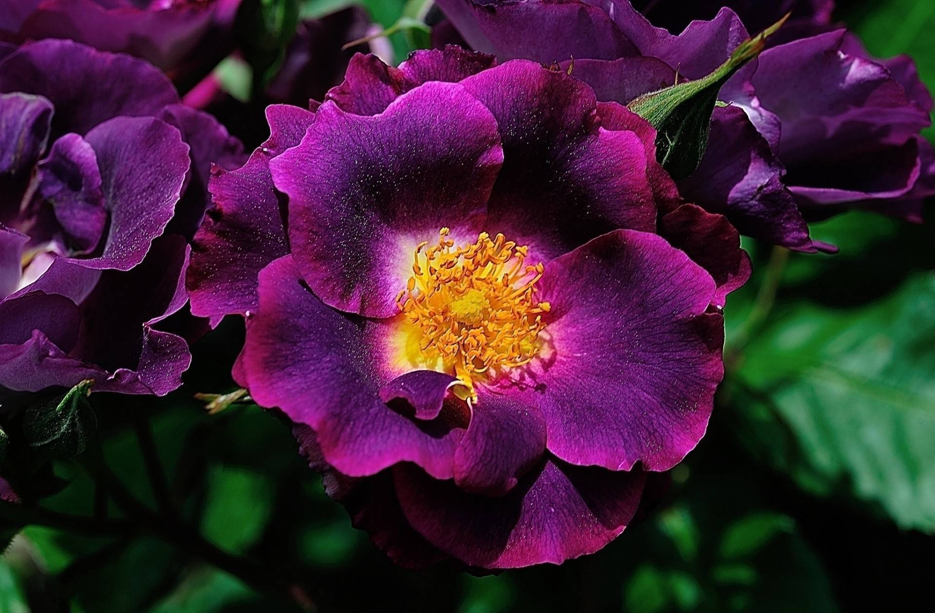 Цветы фиолетовые и сиреневые: названия и фото
