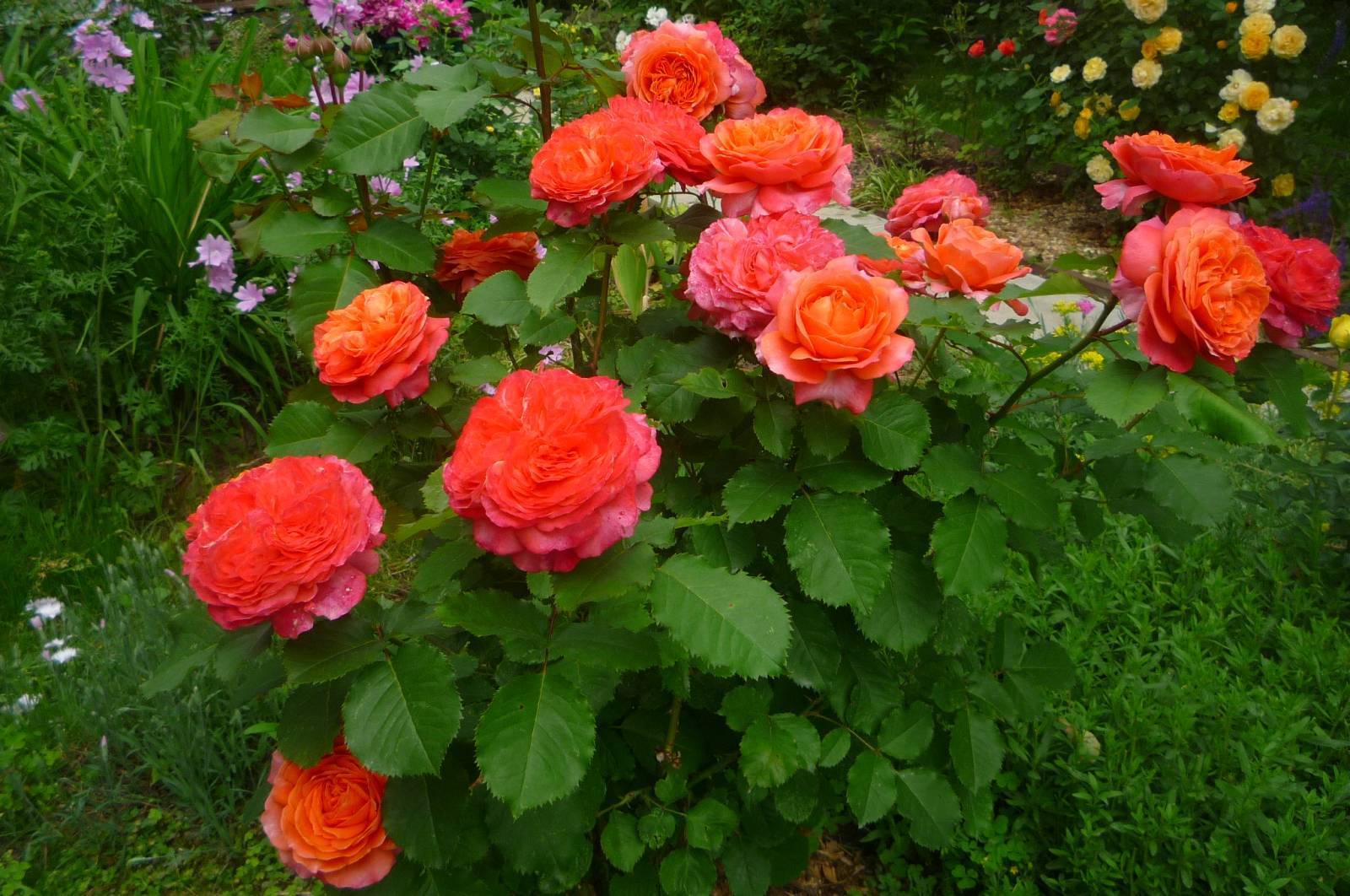 Роза моргенгрус фото и описание