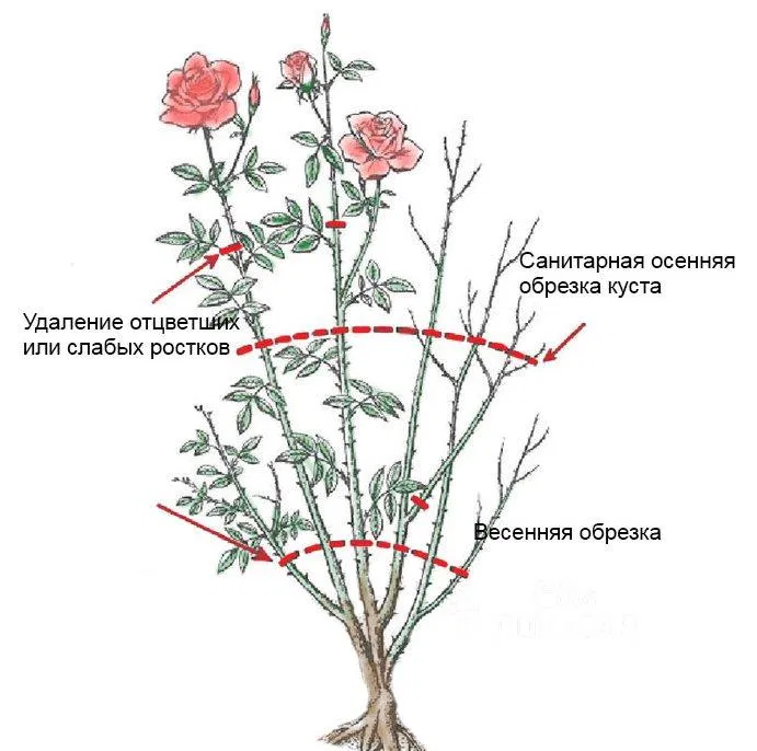 Как правильно обрезать кусты роз с приходом весны?