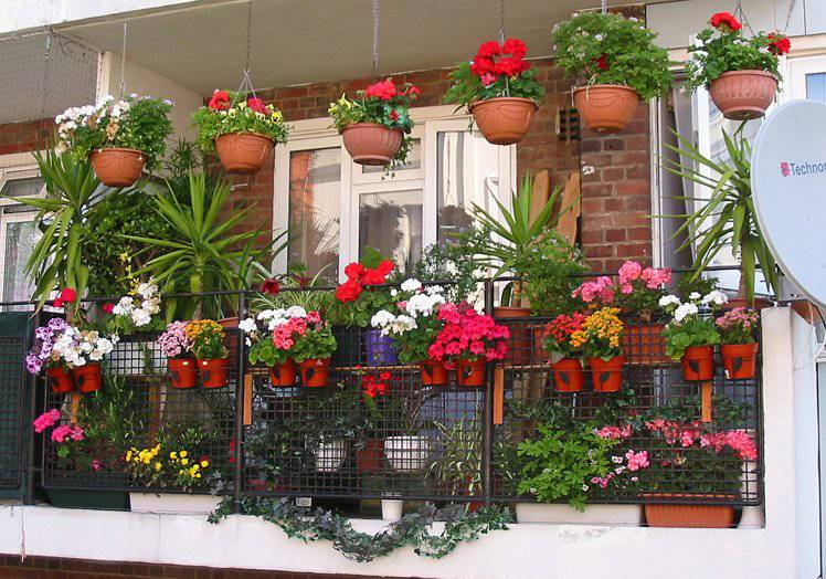 10 лучших цветов для балкона: выбираем и сажаем на зависть соседям!