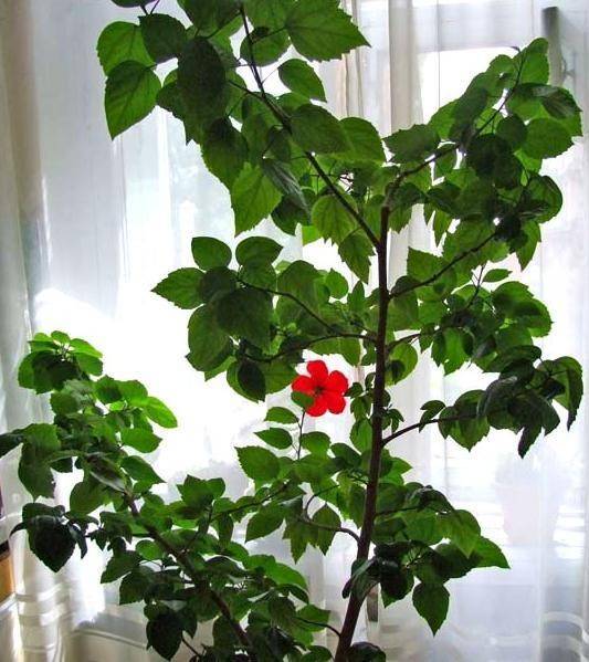 Гибискус китайский (китайская роза): уход в домашних условиях