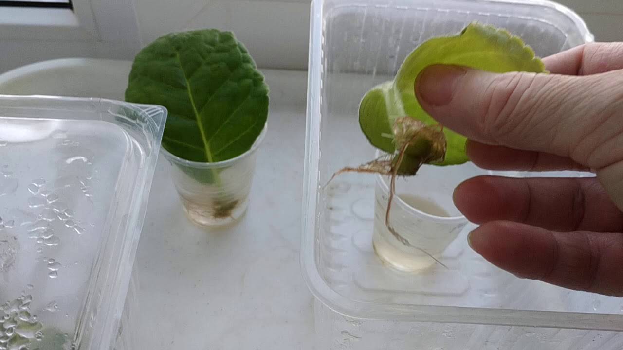 Глоксиния: размножение листом и его фрагментами, фото и пошаговый рецепт, как правильно вырастить в домашних условиях, в том числе и в воде