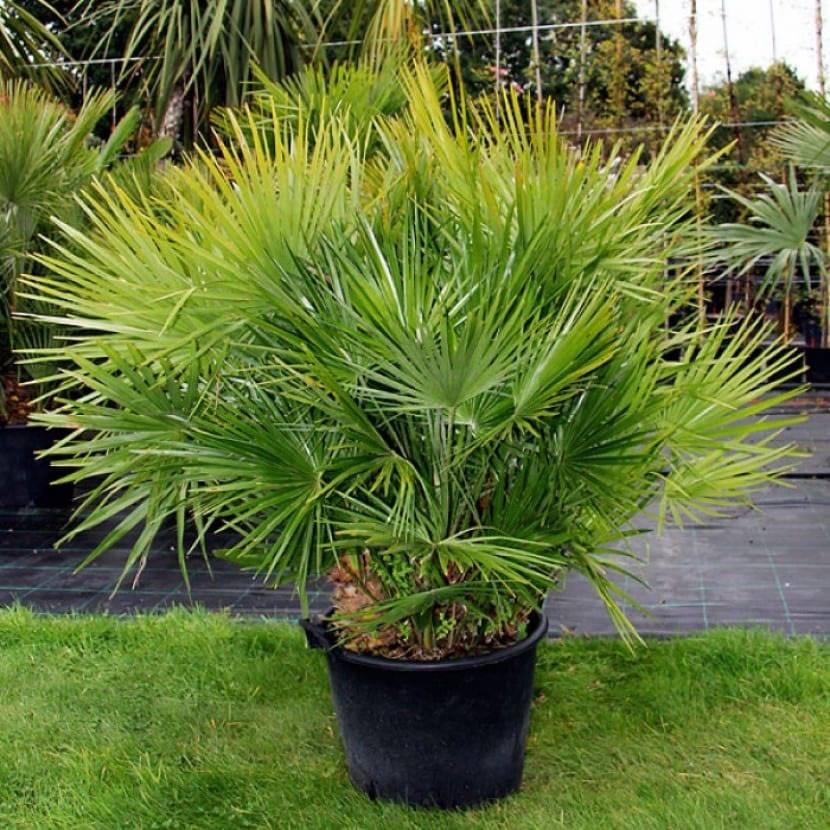 Хамеропс - фото пальмы, выращивание из семян, уход в домашних условиях, болезни