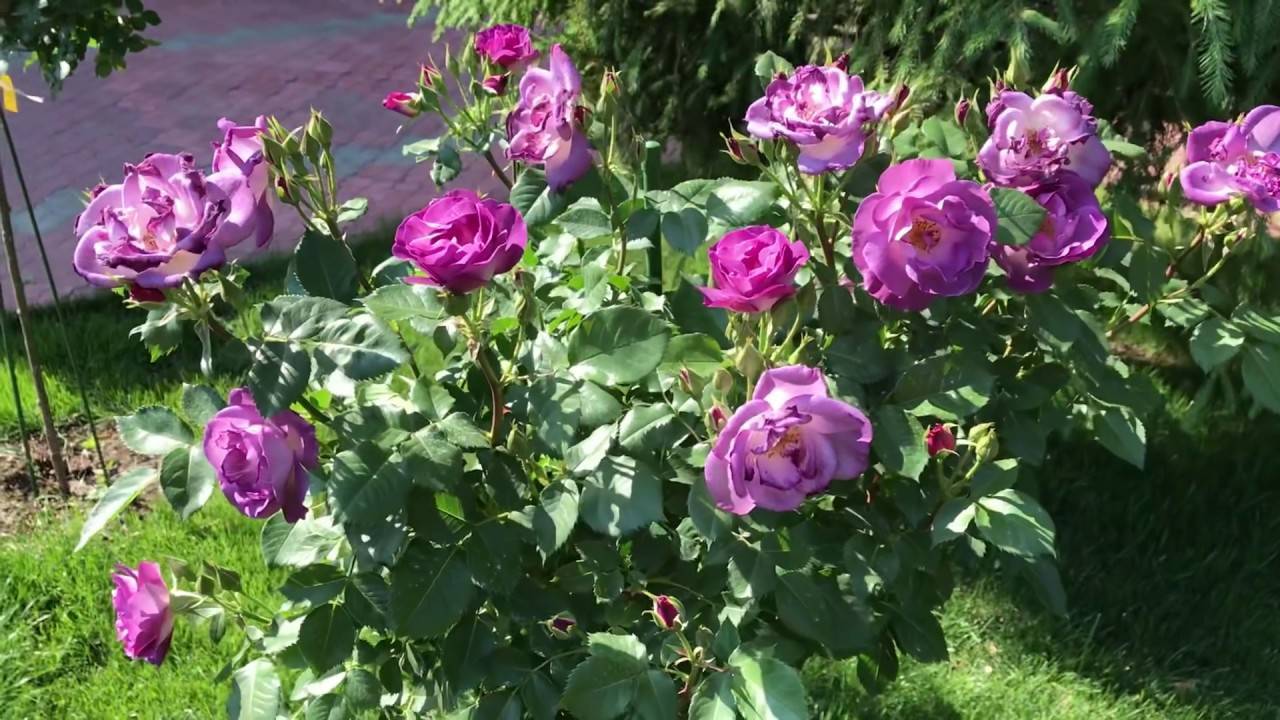 Роза блю мун: описание оригинального сорта с голубыми цветами, правила посадки и ухода