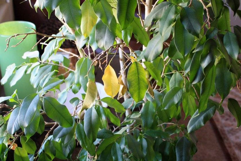 Почему у фикуса желтеют и опадают листья зимой, летом, после пересадки?