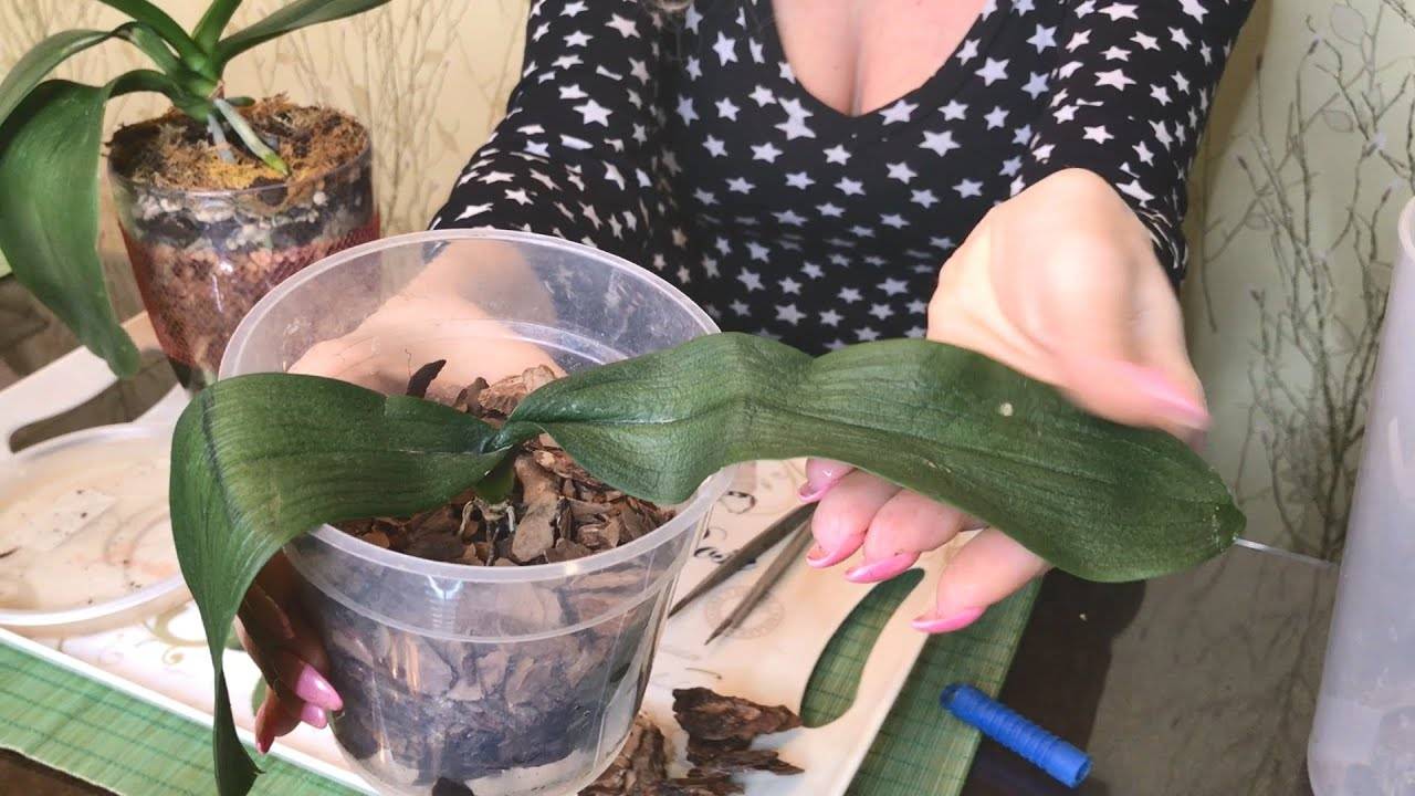 Как реанимировать орхидею в домашних условиях (без корней, без листьев): способы восстановления, особенности ухода, видео