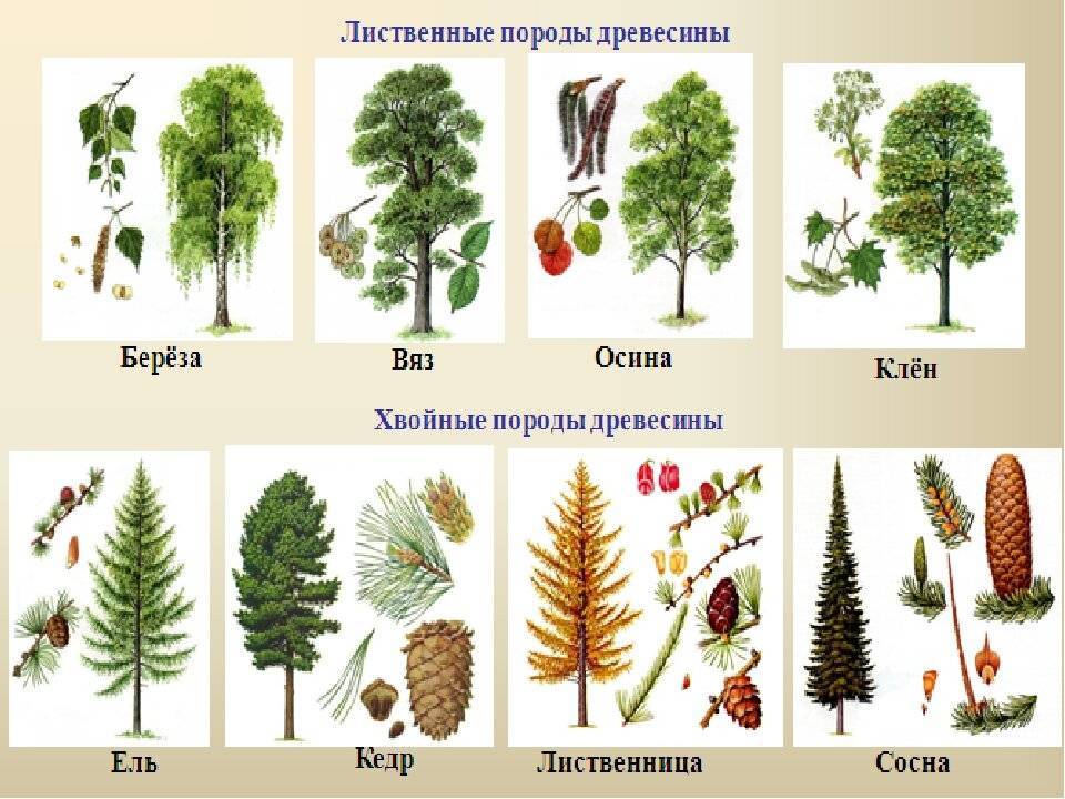 Какие бывают деревья в Средней полосе — лиственные и хвойные деревья