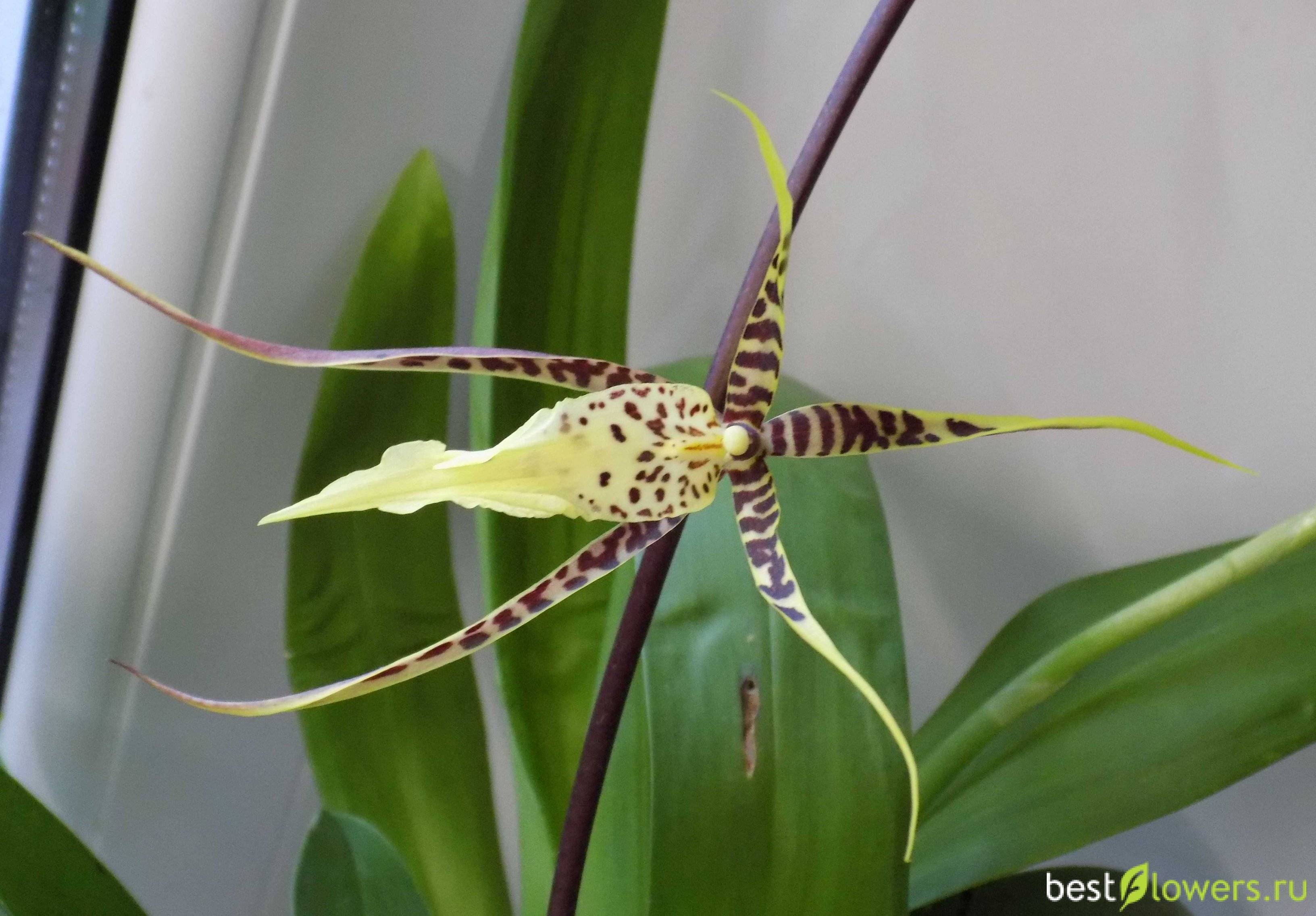 Орхидея брассия: особенности и внешний вид цветка с фото, почему растение называют "орхидея паук", основные правила посадки и ухода в домашних условиях