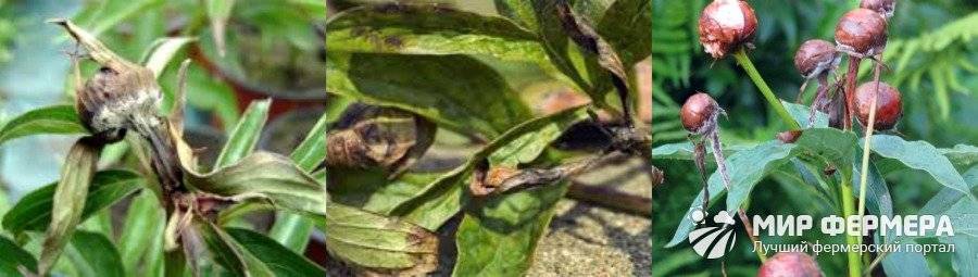 Почему у пиона скручиваются листья: причина и лечение