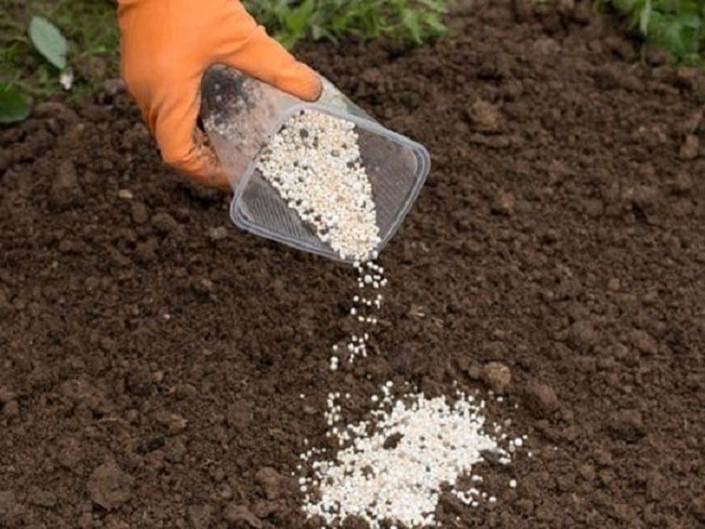 Как посадить барбарис: выбор почвы, места, сроков посадки. уход за барбарисом в саду: полив, удобрение, обрезка и обработка от вредителей